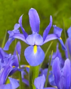 Iris hollandica Sapphire_Beauty